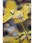Cornus sericea ’Bud’s Yellow’